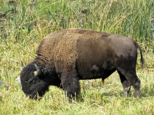 yellowstone-buffalo