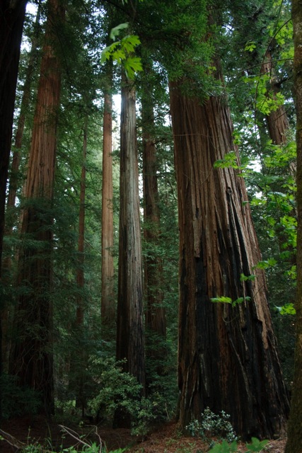 redwoods-classic